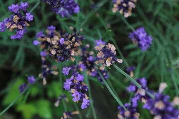 Fototapeta premium Lavender flowers texture background 