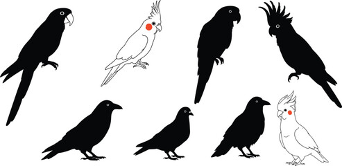 Bird silhouette collection in flight and perched poses, diverse avian species vector for nature, wildlife, education, art, and design themes