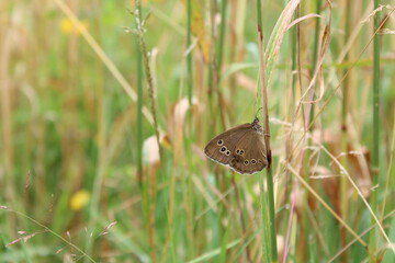 Ringlet butterfly (Aphantopus hyperantus) adult resting on a grass, Europe, Czech republic
