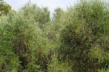 Row of olive trees forming a dense green wall in natural landscape