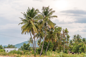 Fototapeta premium A palm tree is in the foreground of a field