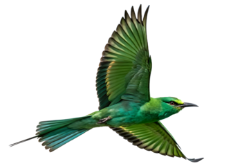 Blue and green macaw isolated on white background 