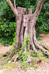 Large old tree trunk with new branches covered in moss and ivy in natural forest setting