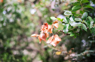 Bright contrast of dry and green leaves on a single branch with soft blurred background

Keywords (40, by importance):