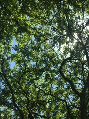 trees and sky