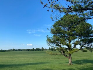 tree in the field