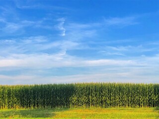 Fototapeta premium Corn field and blue sky
