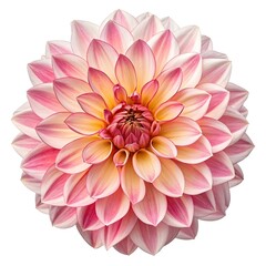 Fototapeta premium Dinnerplate Dahlia Magnificent and Bold Garden Bloom with Huge Radiant Petals in Vibrant Multicolored Layers on Pure White Background, Celebrating Freshness, Elegance, and Natural Grandeur