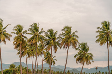 A row of palm trees are in the foreground of a mountain range