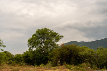 Obraz premium A tree is in the middle of a field