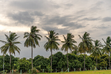 Fototapeta premium A row of palm trees are lined up in a field