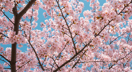 Fototapeta premium Blooming Sakura Flowers Nature Background