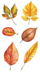 Obraz premium Autumn Leaves Watercolor Illustration: A Collection of Vibrant Colors