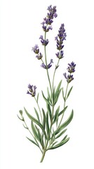 Obraz premium Lavender plant isolated, growing; a fresh herb, botanical illustration, design use