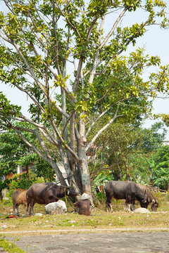 vietnam farmer with cows and a tree