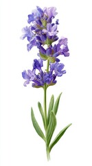 Naklejka premium Isolated Lavender Flower Blossom Illustrating Health & Beauty Use on Plain Background