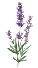 Fototapeta premium Isolated Lavender Sprig Illustration on a White Background, Botanical, Vector
