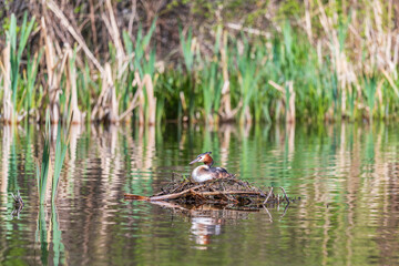 Great Crested Grebe, Podiceps cristatus, water bird sitting on the nest, nesting time on the green lake