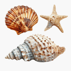 Obraz premium Seashells and Starfish Collection Scallop, Murex,