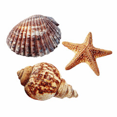 Obraz premium Seashells and Starfish Collection Ocean Treasures