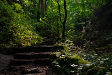 Obraz premium Forest trail with mossy stone steps surrounded by lush green trees in summer