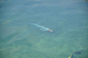 Fish is swimming in a body of water