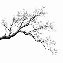 Obraz premium Bare Tree Branch Silhouette Against Black