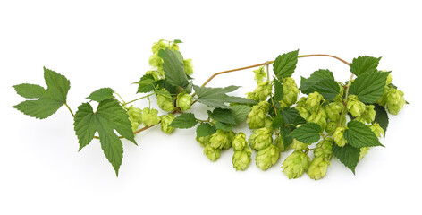 Branch with hop cones and leaves.