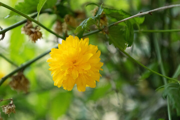 Bright Yellow Flower in Garden with Soft Green Background