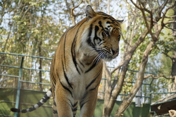 Fototapeta premium Tiger is standing in a zoo enclosure, looking at the camera