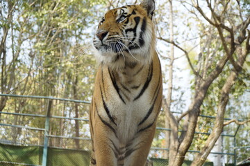 Tiger is standing in a zoo enclosure, looking at the camera