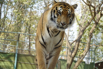 Tiger is standing in front of a green fence