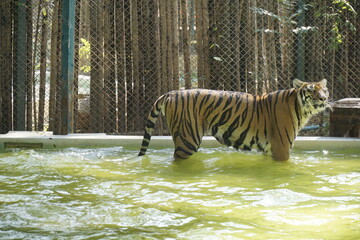 Fototapeta premium Tiger is standing in a pool of green water