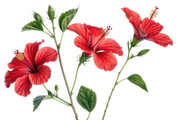Vibrant red hibiscus flowers with green leaves and stems isolated on transparent background