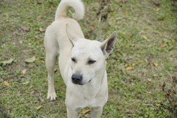 Obraz premium Dog is standing in a grassy area with its tail wagging