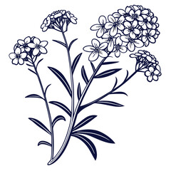 black and white candytuft annual