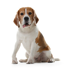 Cute Beagle dog on white background. Adorable pet