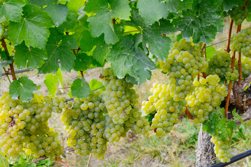 Fototapeta premium Weinrebe; Vitis vinifera, Scheurebe