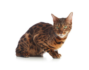 Cute Bengal cat on white background. Adorable pet