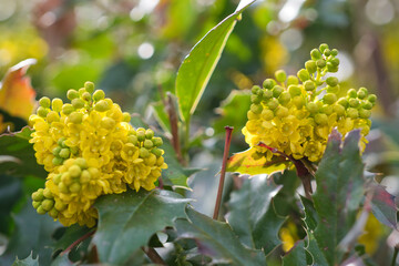Close up from yellow blooming flowers in the mahonia media charity bush