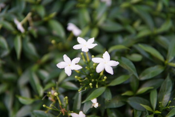 Three white flowers are in a green bush