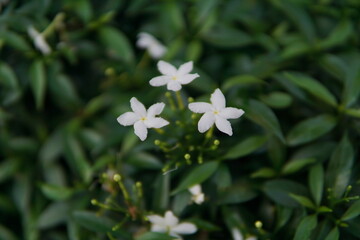 Three white flowers are in a green bush