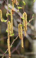 Naklejka premium Birch blossoms in nature in spring