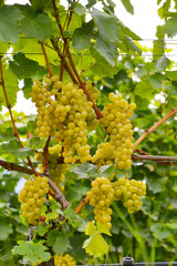 Weinrebe; Vitis vinifera, Goldmuskateller,  Moscato Giallo