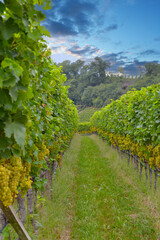 Naklejka premium Weinrebe; Vitis vinifera, Goldmuskateller, Moscato Giallo