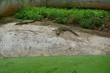 Crocodile is laying on the ground in front of a green grassy area