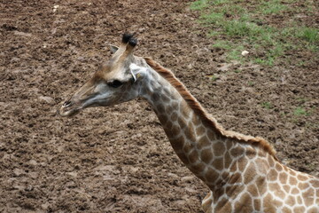 Giraffe is standing in a dirt field
