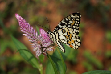 Butterfly is sitting on a pink flower
