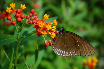 Butterfly is resting on a flower