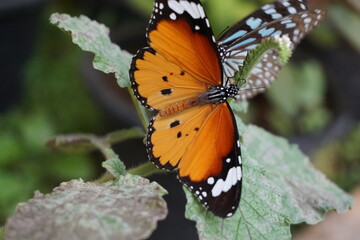 Butterfly is sitting on a leaf